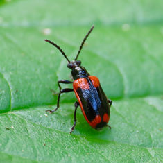 Lema confusa - Shining Leaf Beetle