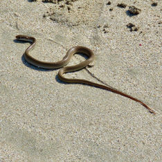 Neotropical Whip Snake (Masticophis mentovarius)