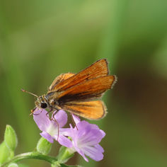 Southern Skipperling (Copaeodes minima)
