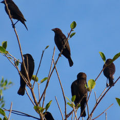Bronzed Cowbird (Molothrus aeneus)