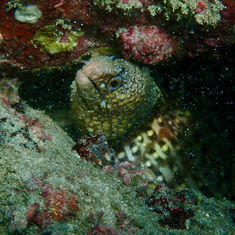 Jewel Moray (Muraena lentiginosa)
