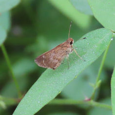 Saturnus Skipper (Callimormus saturnus)