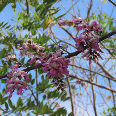Fence Post Tree (Gliricidia sepium)