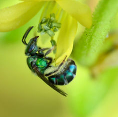 Sweat Bees (Tribe Augochlorine)