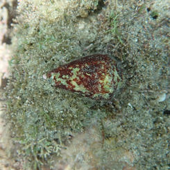 Nut Cone Snail (Conus nux)