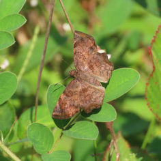 Common Spurwing (Antigonus erosus) - Male