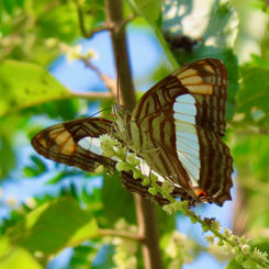 Iphicleola Sister (Adelpha iphicleola)
