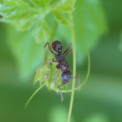 Ectatomma ruidum Ant (Female)