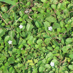 Dwarf Morning Glory
(Evolvulus nummularius)