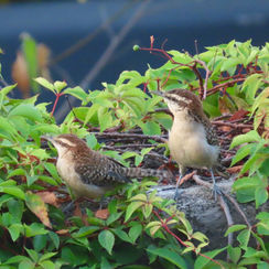 Rufous-naped Wren (Campylorhynchus rufinucha)