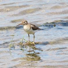 Spotted Sandpiper (Actitis macularius)