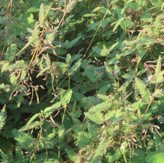 Shyleaf (Aeschynomene americana)