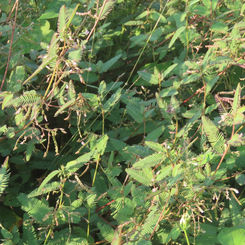 Shyleaf (Aeschynomene americana)