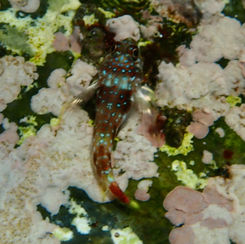 Carmine Triplefin (Axoclinus storeyae)