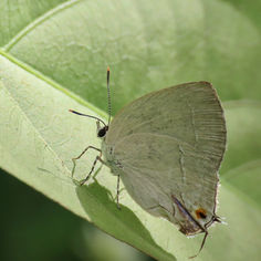 Pearly-gray Hairstreak (Strephonota tephraeus)