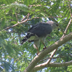 Grey Hawk (Buteo plagiatus)