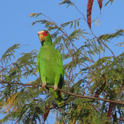 White-fronted Parrot (Amazona albifrons)