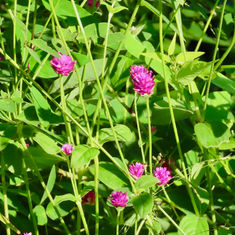 Globe Amaranth (Gomphrena globosa)