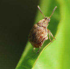 Pea and Bean Weevil (Genus Acanthoscelides)