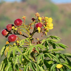 Buttercup Tree (Cochlospermum vitifolium)
