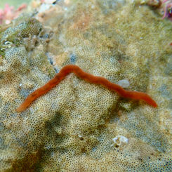 Syllidae (Family) Polychaete Worm