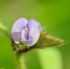 Calopo (Calopogonium mucunoides)