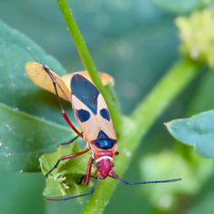 Turk's Red Cap Bug (Dysdercus concinnus)