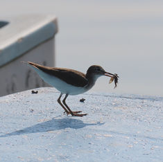 Spotted Sandpiper (Actitis macularius)