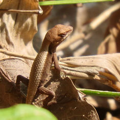 Longtail Spiny Lizard (Sceloporus siniferus)