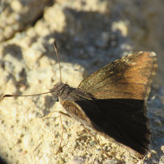 Mimosa Skipper (Cogia calchas)