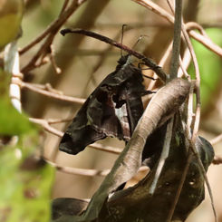 Zilpa Longtail (Chioides zilpa)