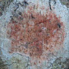 Unknown Lichen