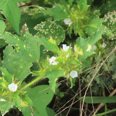 Roadside Leafbract (Malachra fasciata)