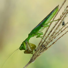 Acontistid Mantises