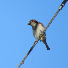 House Sparrow (Passer domesticus)