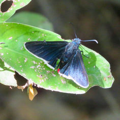 Blue-collared Firetip (Mysoria amra)