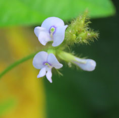 Calopo (Calopogonium mucunoides)