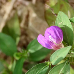 Runyon's Water Willow (Justicia runyonii)