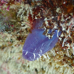 Sea Squirt - Rhopalaea birkelandi 
