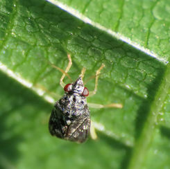 Cyrtocapsus Plant Bug
