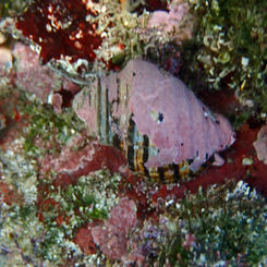 Thorn Latirus (Opeatostoma pseudodon)