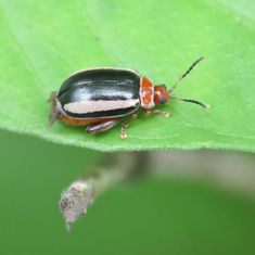 Flea Beetles (Kuschelina tenuilineata)