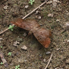 Common Spurwing (Antigonus erosus) - Male