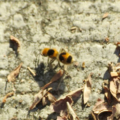 Velvet Ant - Dasymutilla canina