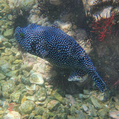Guineafowl Puffer (Arothron meleagris) - Black/spotted Form