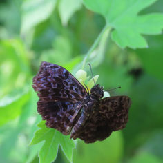Widespread Bent-Skipper (Cycloglypha thrasibulus)
