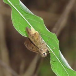 Yellow-tipped Flasher (Telegonus anaphus)