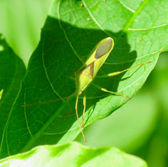 Savius jurgiosus - Leaf-footed Bug