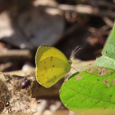 Mimosa Yellow (Eurema nise)