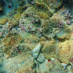 Actinostella bradleyi -Sea Anemone